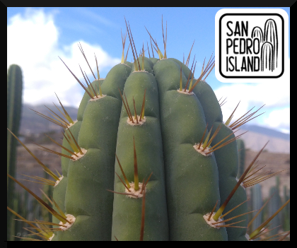 Tr. peruvianus var. knuthianus