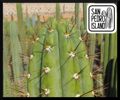 Tr. peruvianus var. cuzcoensis