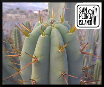 Tr. bridgesii "Big Blue Bridgesii"
