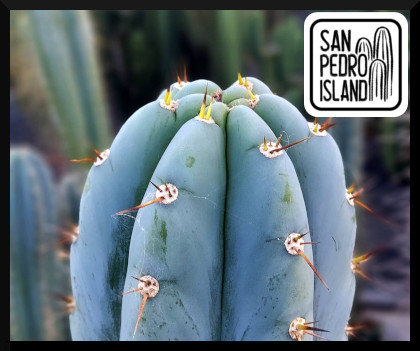 Tr. peruvianus "San Pedro Island"