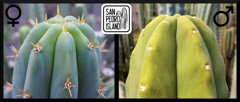 Tr. pachanoi Hybrid 1 x Tr. pachanoi "Sol" (Last Seeds)