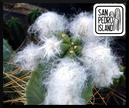 Tr. bridgesii "White Fluff"