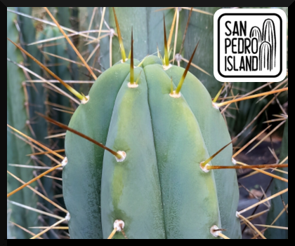 Tr. Bridgesii "Blue"