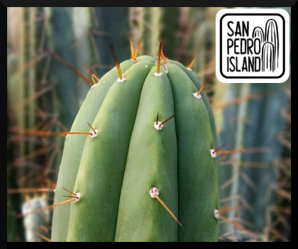 Tr. bridgesii "Brown Spine"