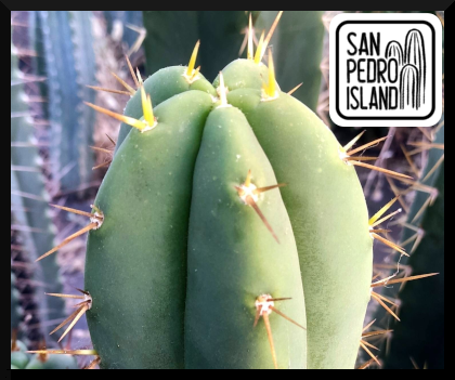 Tr. bridgesii "Regular"