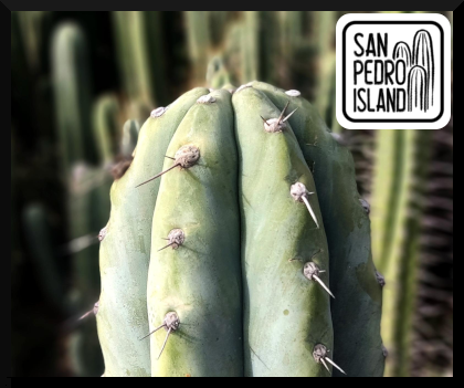 Tr. peruvianus “Spectre“