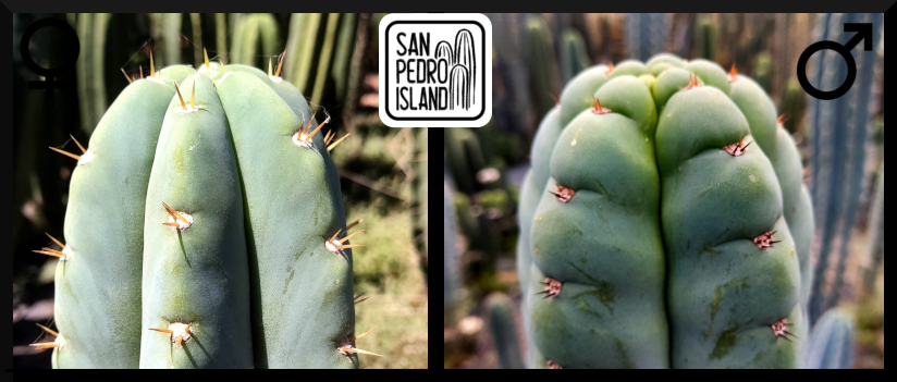 Tr. pachanoi Hybrid 2 x Tr. pachanoi var. santaensis