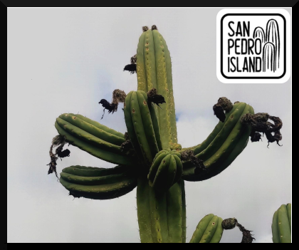 Tr. pachanoi "Kandelabra"