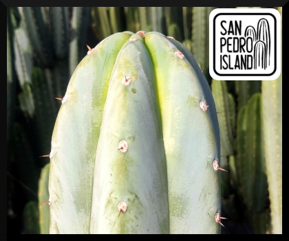 Tr. santaensis "Blue"