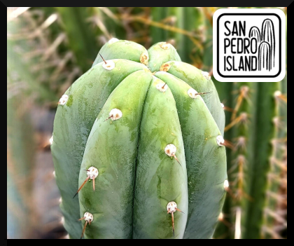 Tr. peruvianus "Hefty"