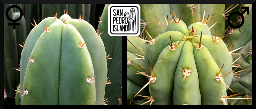 Tr. pachanoi Hybrid 5 x Tr. pachanoi Hybrid 6