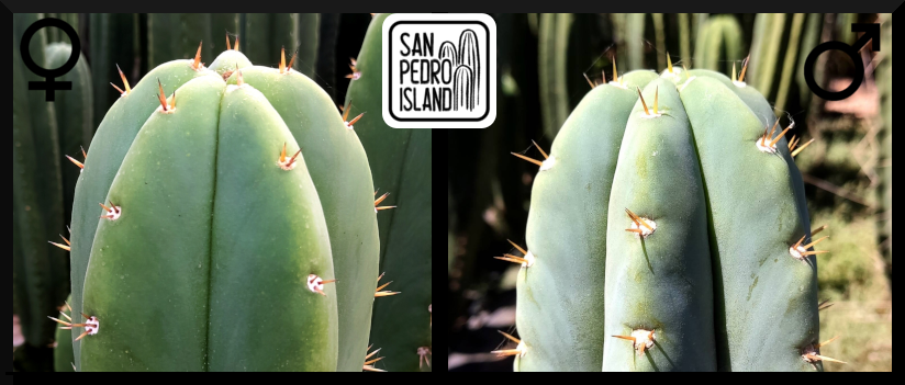 Tr. pachanoi Hybrid 5 x Tr. pachanoi Hybrid 2