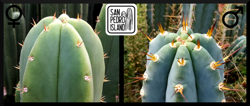 Tr. pachanoi Hybrid 5 x Tr. peruvianus "Rio Lurin"