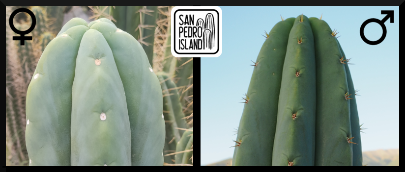 Tr. pachanoi Hybrid 7 x Tr. pachanoi "Giganteus"