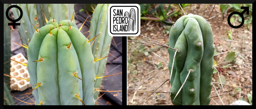 Tr. bridgesii "RB" x Tr. bridgesii "Blue Tornado" (Last Seeds)