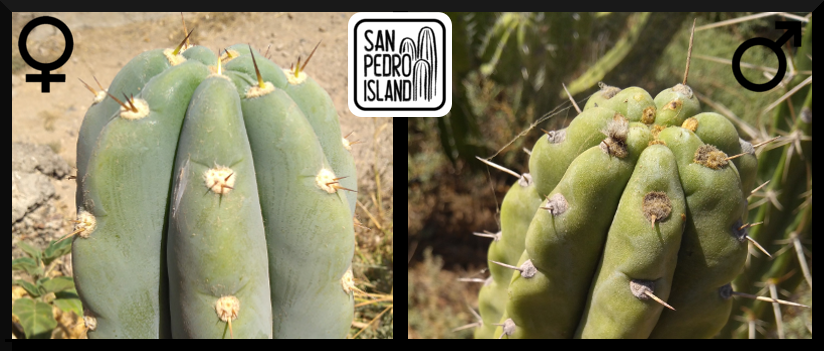 Tr. peruvianus "Canary" x Tr. pachanoi "Topo Negro" (Last Seeds)