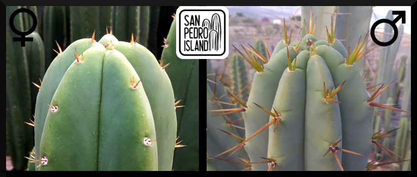 Tr. pachanoi Hybrid 5 x Tr. bridgesii "Big Blue Bridgesii"