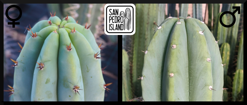 Tr. pachanoi "Griseus" x Tr. pachanoi "Blue"