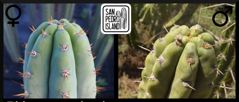 Tr. pachanoi "Los Lirios" x Tr. pachanoi "Topo Negro" (Last Seeds)