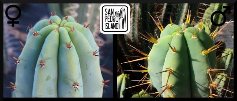Tr. pachanoi "Griseus" x Tr. bridgesii "Blue Red Spines"