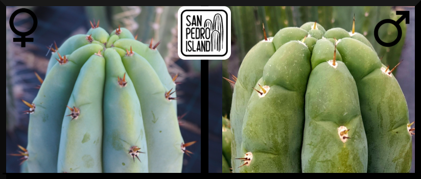 Tr. pachanoi "Griseus" x Tr. pachanoi "Triangle"