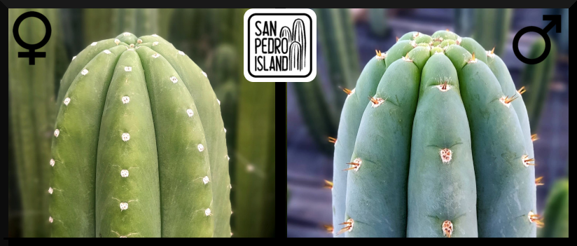 Tr. pachanoi "Chavín de Huántar" x Tr. peruvianus "Shorty" (Last Seeds)