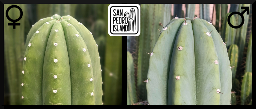 Tr. pachanoi "Chavín de Huántar" x Tr. pachanoi "Blue"