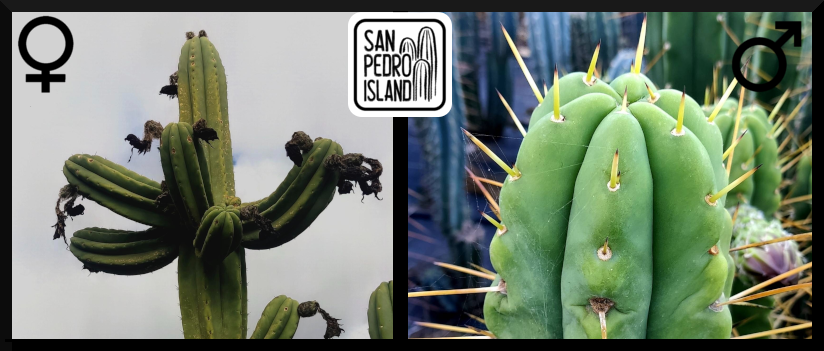 Tr. pachanoi "Kandelabra" x Tr. bridgesii "Bitter King"