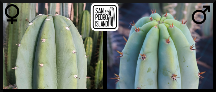 Tr. pachanoi "Blue" x Tr. pachanoi "Griseus" (Last Seeds)