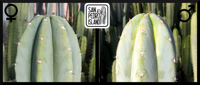 Tr. pachanoi "Blue" x Tr. santaensis "Azure"