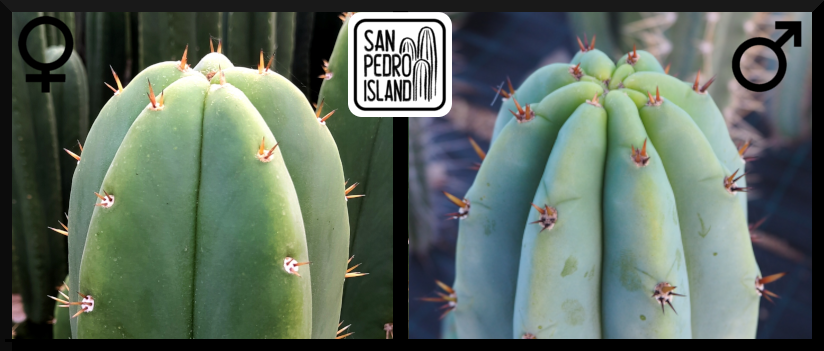 Tr. pachanoi "Hybrid 5" x Tr. pachanoi "Griseus"