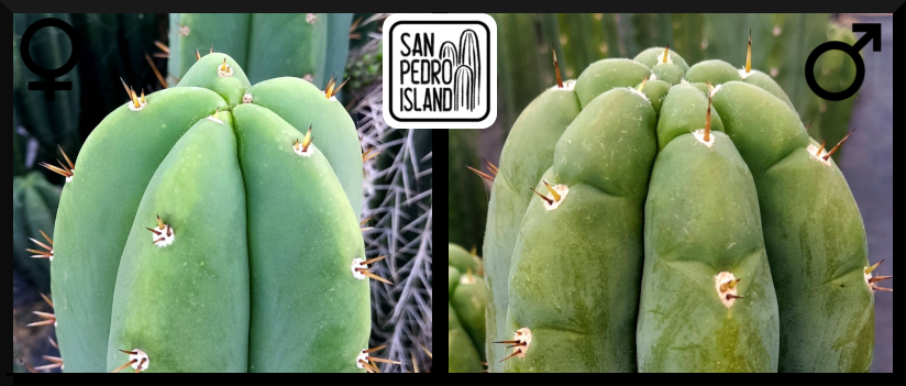 Tr. pachanoi x Tr. pachanoi "Triangle" (Last Seeds)