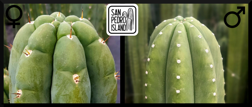 Tr. pachanoi "Triangle" x Tr. pachanoi "Chavín de Huántar"