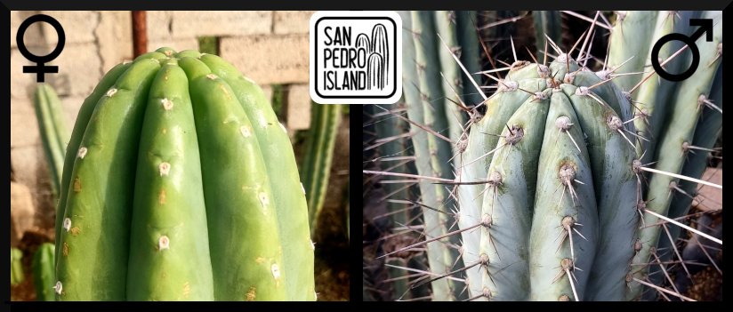 Tr. pachanoi "Vulture" x Tr. peruvianus "B-Hole"