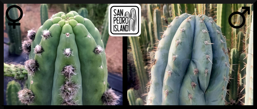 Tr. pachanoi "Trapeze" x Tr. peruvianus "Crocodile"