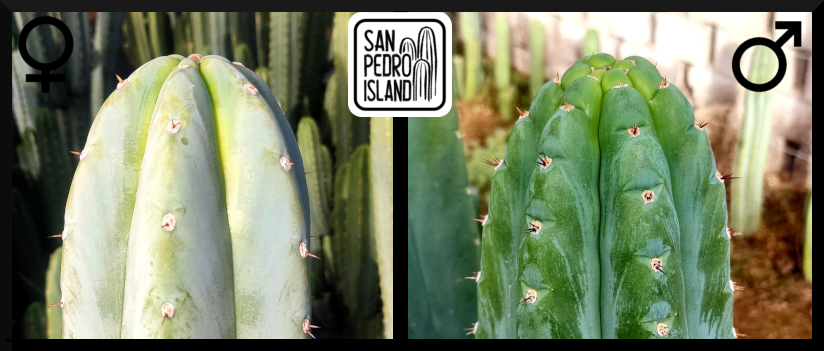 Tr. santaensis "Azure" x Tr. santaensis