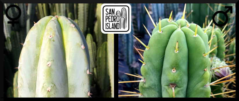 Tr. santaensis "Azure" x Tr. bridgesii "Bitter King"