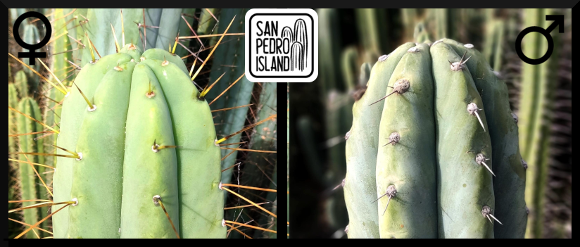 Tr. bridgesii "Green Picks" x Tr. peruvianus "Matucana Special"