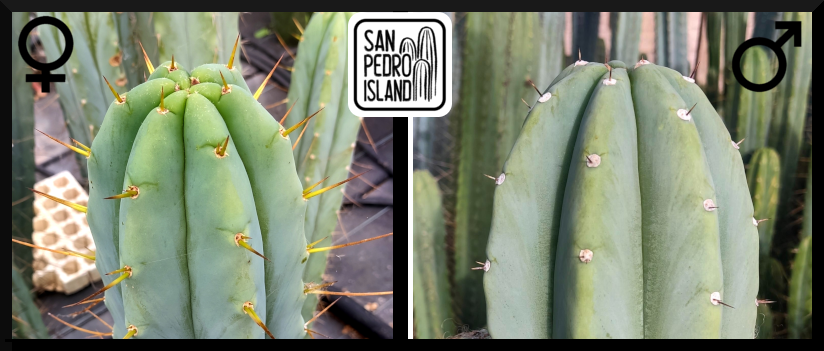 Tr. bridgesii "Las Cruces" x Tr. pachanoi "Blue"