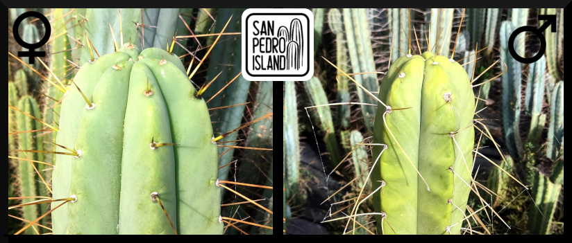 Tr. bridgesii "El Alto" x Tr. bridgesii "Spinebender"