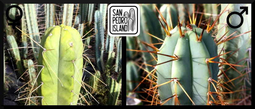 Tr. bridgesii "Spinebender" x Tr. bridgesii "Vulcano VI"