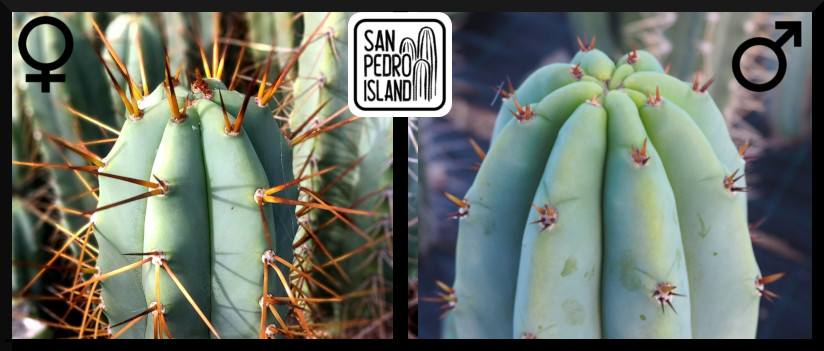 Tr. bridgesii "Vulcano VI" x Tr. pachanoi "Griseus"