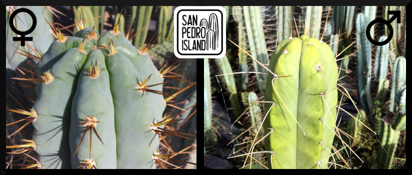 Tr. peruvianus "Matucana" x Tr. bridgesii "Spinebender"