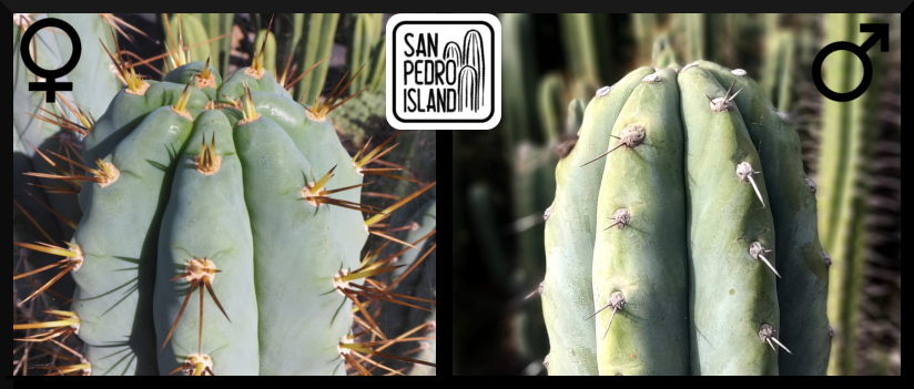 Tr. peruvianus "Matucana" x Tr. peruvianus Matuacana Special