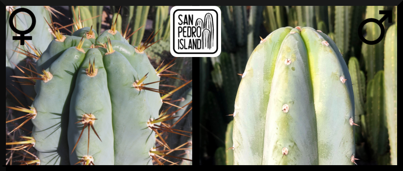 Tr. peruvianus "Matucana" x Tr. santaensis "Blue"