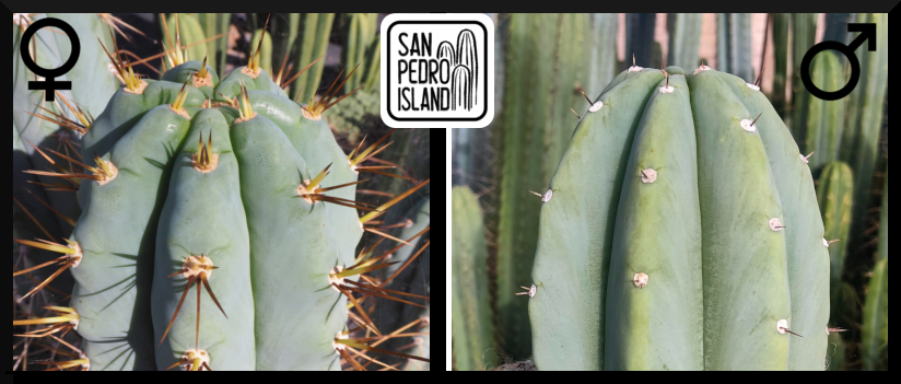 Tr. peruvianus "Matucana" x Tr. pachanoi "Blue"