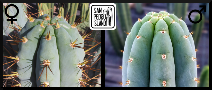 Tr. peruvianus "Matucana" x Tr. peruvianus "Shorty"