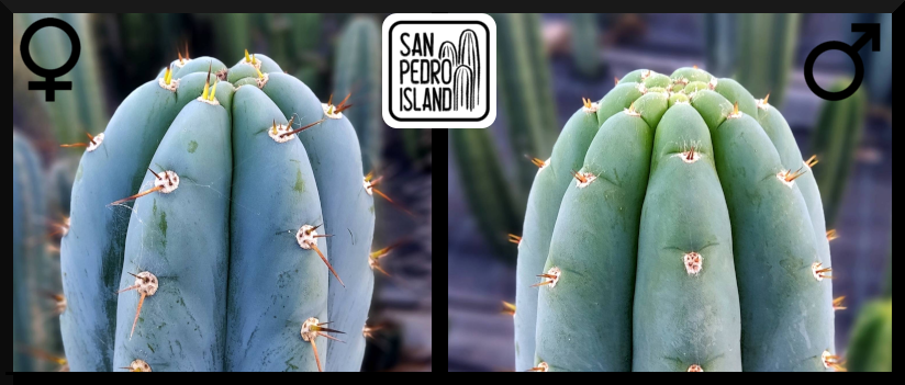 Tr. peruvianus "San Pedro Island" x Tr. peruvianus "Shorty"