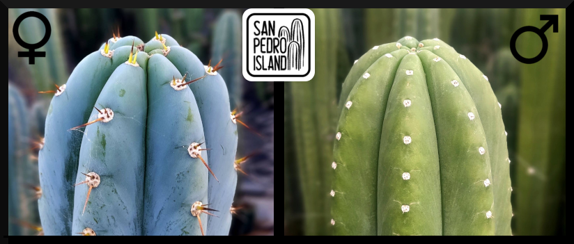 Tr. peruvianus "San Pedro Island" x Tr. pachanoi "Chavín de Huántar"