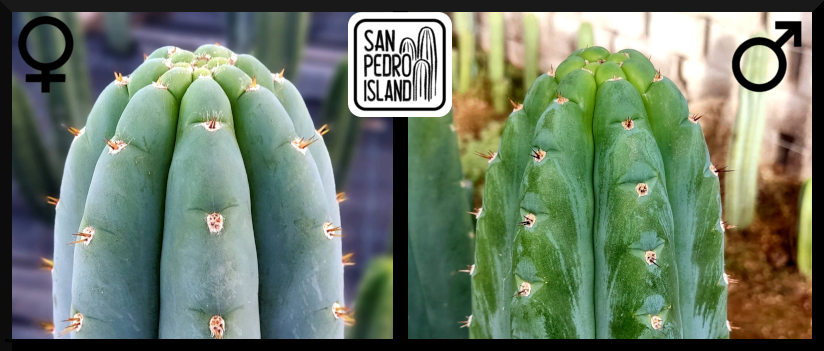 Tr. peruvianus "Shorty" x Tr. santaensis